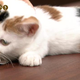 Illustration for article titled When Youre a Cat, Serious Television Can Be Tricky